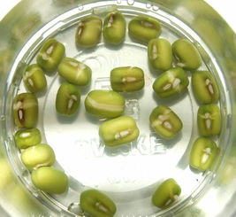 绿豆的发芽过程记录表