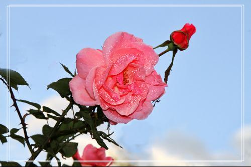 介绍玫瑰花的样子和特点
