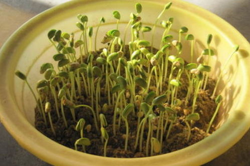 记录绿豆芽的生长过程日记