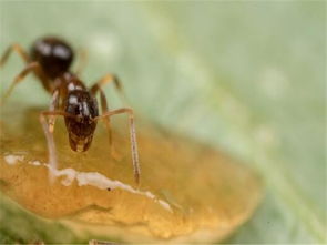 家里的小蚂蚁怎样能彻底清除