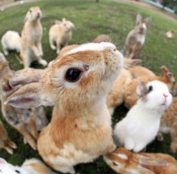 兔子的一场旅行三年级
