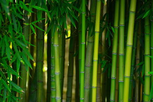 竹子的特点和品质