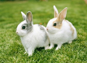 我喜欢的小兔子