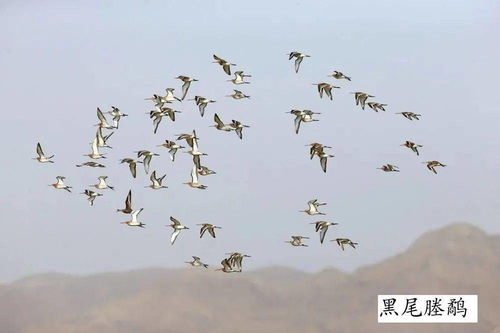 鸟的天堂读后感20字