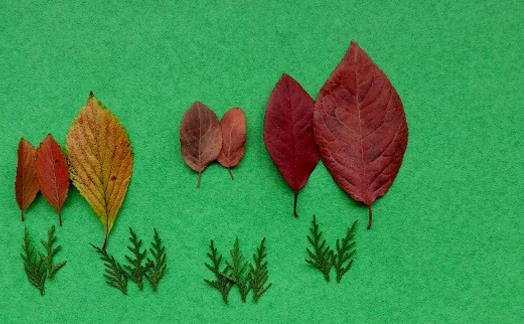 用树叶做秋天的一幅画手工