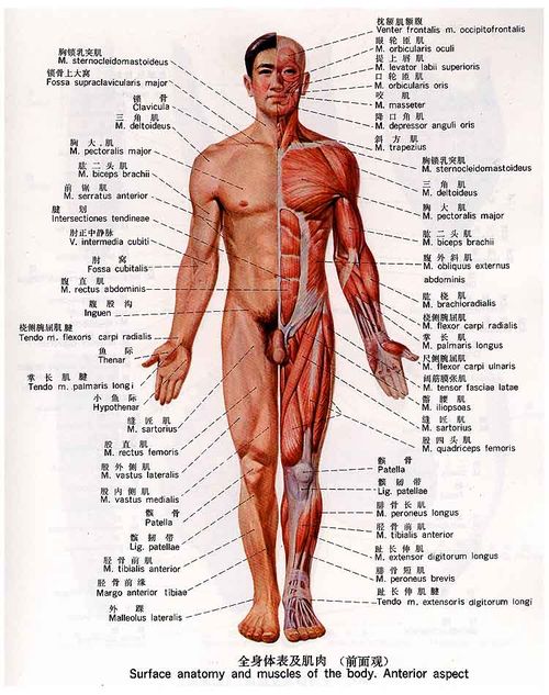 人体的基本结构