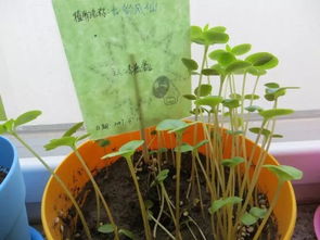 小学生种植物的收获
