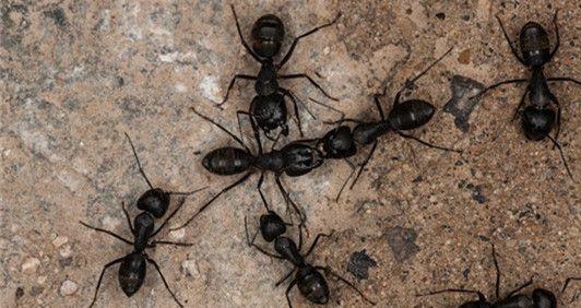 100只蚂蚁大战一只巨型螳螂