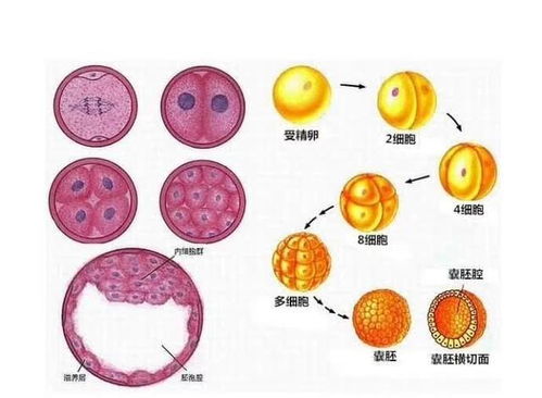 囊胚移植方案有哪些(试管婴儿囊胚移植流程)