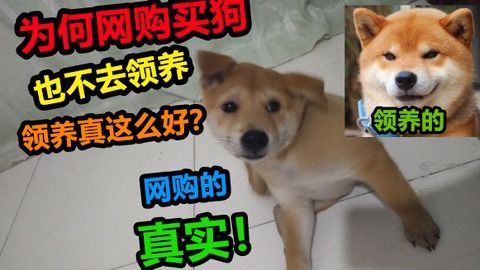 淘宝0.1元领养猫咪是真的吗(淘宝免费领养宠物猫是真的吗)