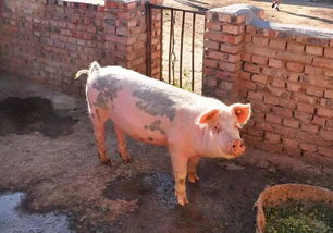 农村如何养猪，适合农村的养猪方法