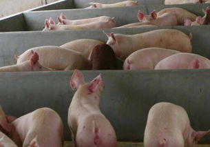 开养猪场要具备什么条件，农村养猪要具备什么条件 猪舍如何搭建
