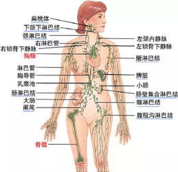 淋巴结密度增高是什么意思，,两肺门及纵隔内多发密度增高淋巴结。