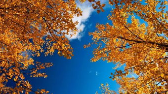 赏秋行活动主题是什么，秋天摄影活动主题名称