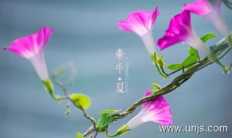 牵牛花的作文200字