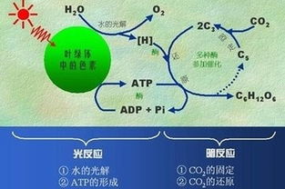 怎样学好高中生物最有效的方法