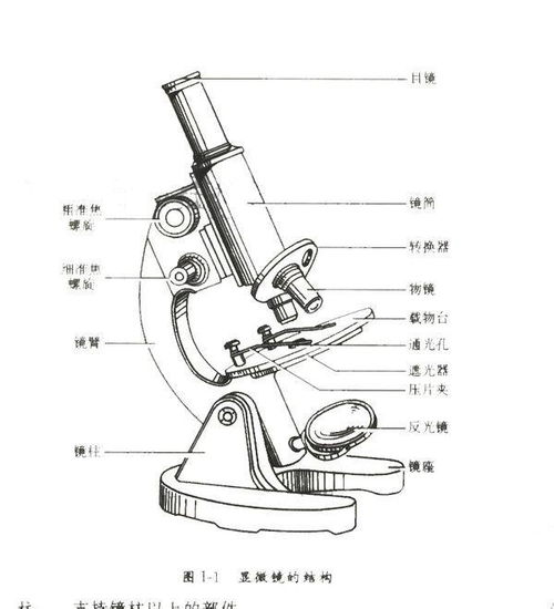 光学显微镜的结构