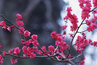 梅花的介绍以及特点