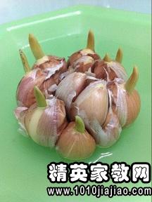 大蒜观察植物生长日记