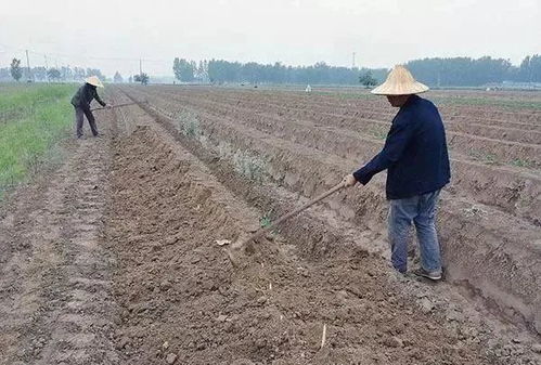 二十年前买的土地合法吗(二十年前购买集体土地)